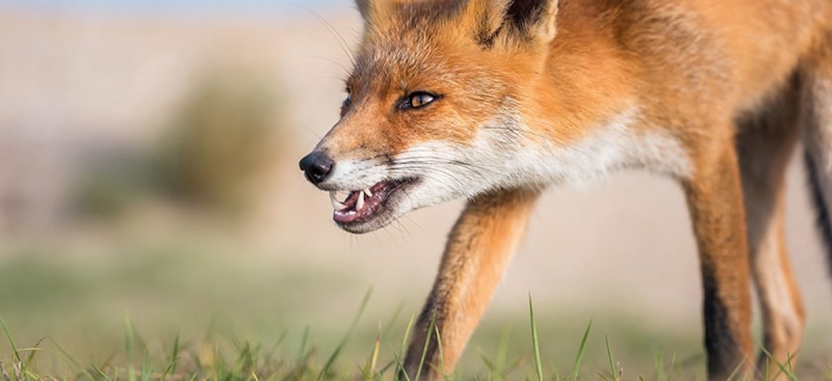 A szilvatikus veszettséget Európában elsősorban a rókák tartják fenn, ám nő az aranysakál szerepe is (® Shutterstock)